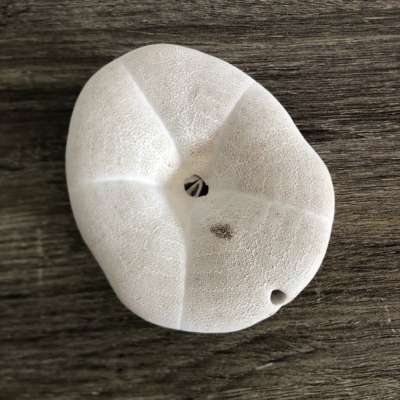 Large White Coastal Sand Dollar - Picture 8 of 9